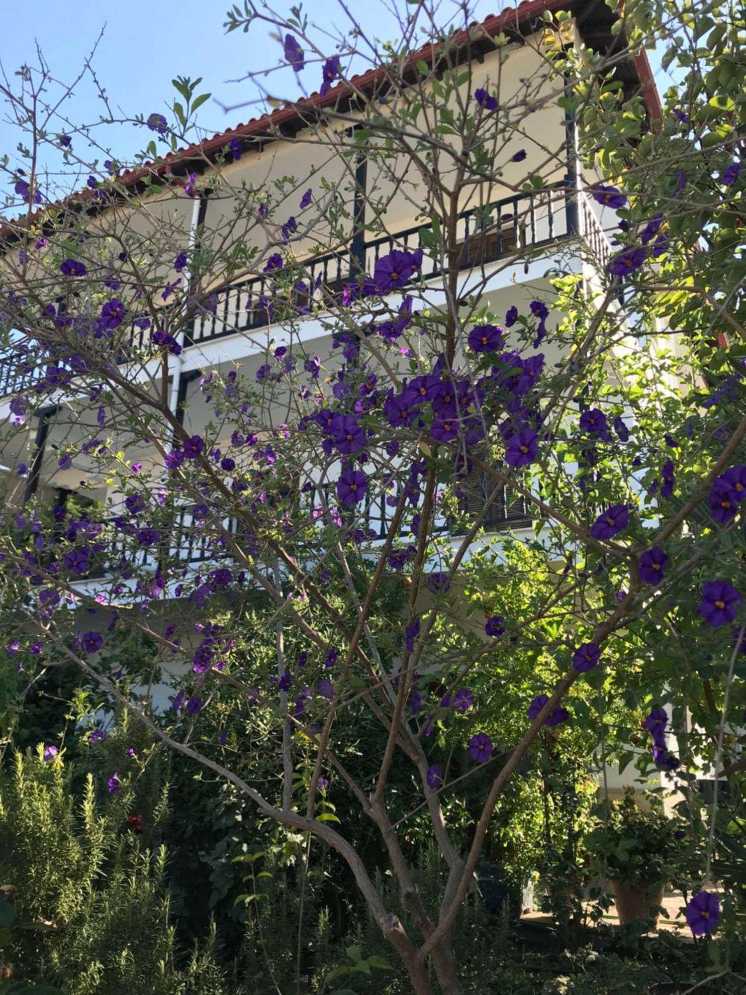 Nikos & Panagiota Apartment Vourvourou Exterior photo